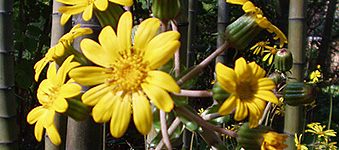 石蕗 （つわぶき） 