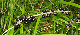 藪欄の実（やぶらんのみ）