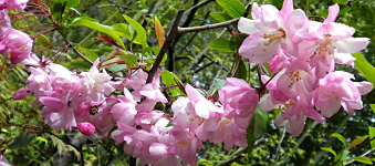 花海棠 （はなかいどう） 