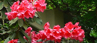 石楠花 （しゃくなげ）