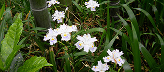 著莪 （しゃが）