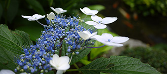 紫陽花（あじさい）