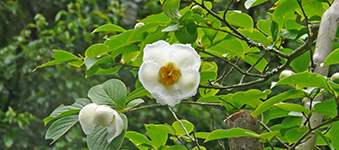 夏椿（なつつばき）