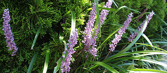 藪欄（やぶらん）