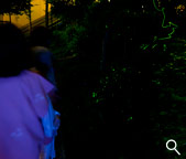 画像：庭園の蛍