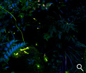 画像：庭園の蛍