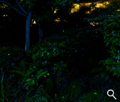 画像：庭園の蛍