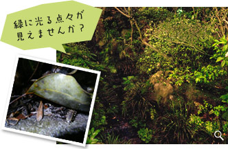 緑に光る点々が見えませんか？