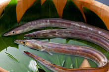 国産天然活鱧(はも)をお好みの鍋懐石で