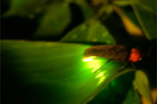 お部屋数限定！蛍の庭を眺める東館和室で特選夏懐石を楽しむ