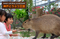 神戸どうぶつ王国(旧:神戸花鳥園)